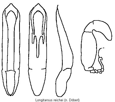 LONGITARSUS REICHEI
