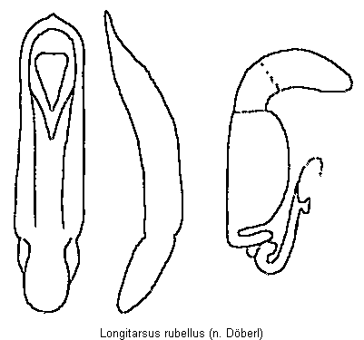 LONGITARSUS RUBELLUS