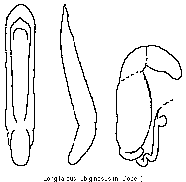 LONGITARSUS RUBIGINOSUS
