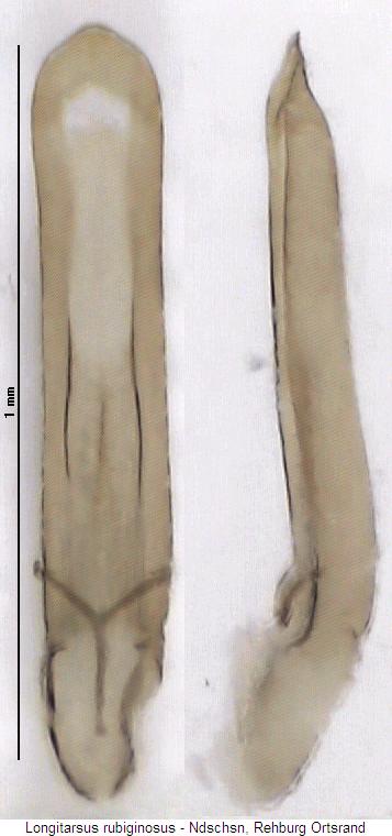 LONGITARSUS RUBIGINOSUS