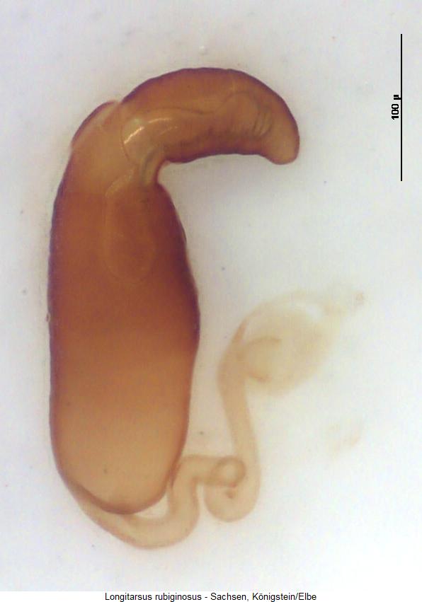 LONGITARSUS RUBIGINOSUS