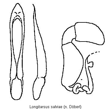 LONGITARSUS SALVIAE