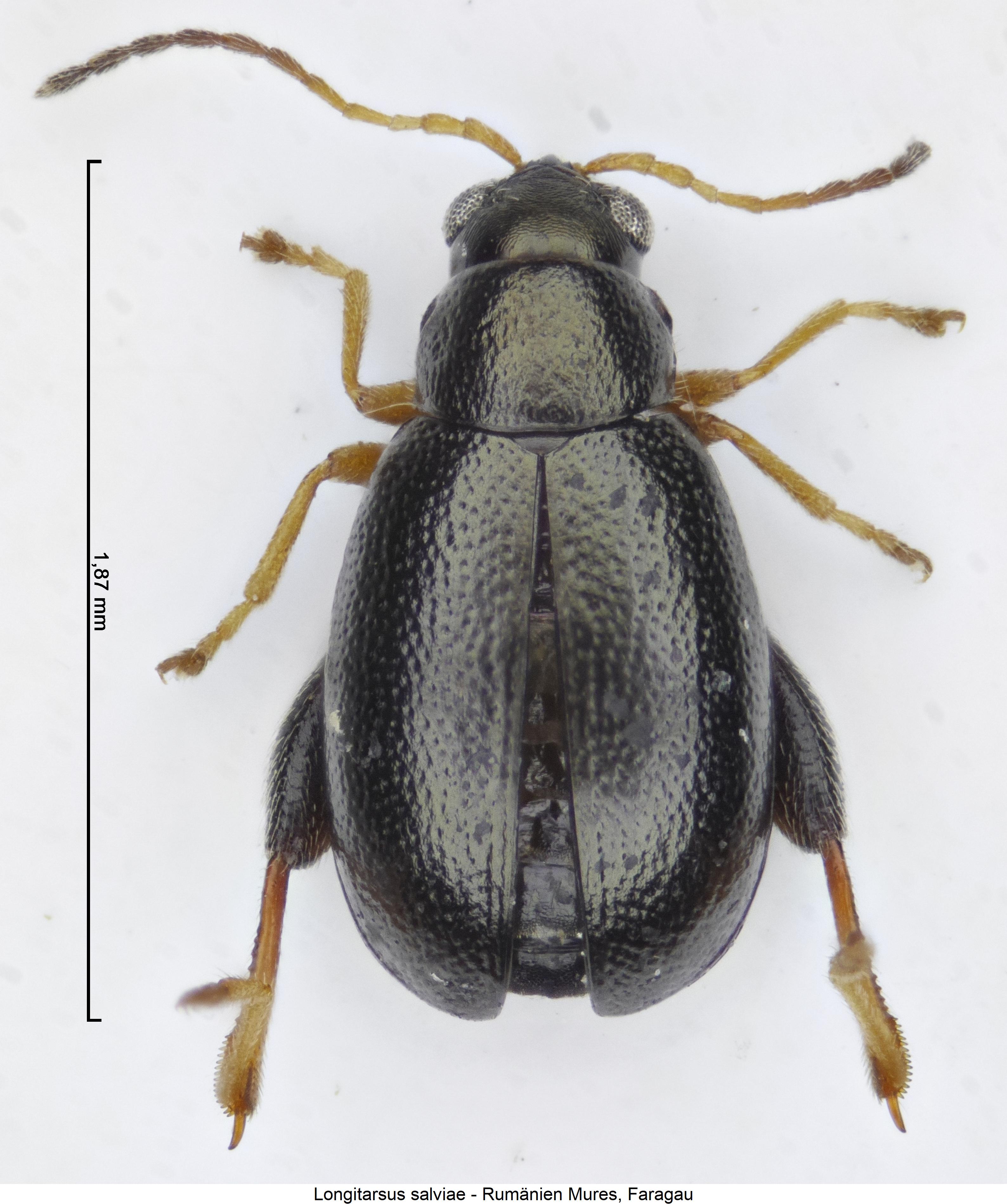 LONGITARSUS SALVIAE