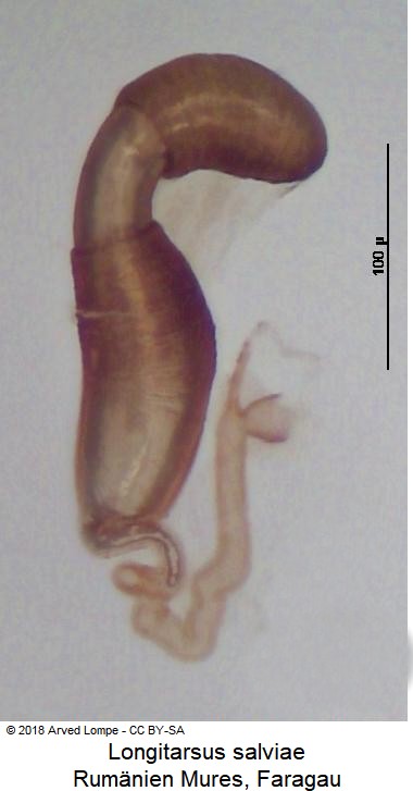 LONGITARSUS SALVIAE