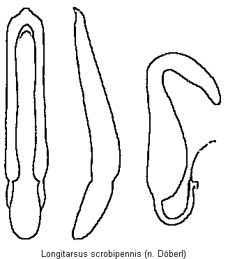 LONGITARSUS SCROBIPENNIS