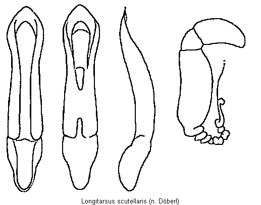 LONGITARSUS SCUTELLARIS