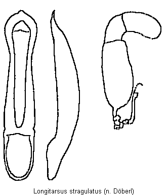 LONGITARSUS STRAGULATUS