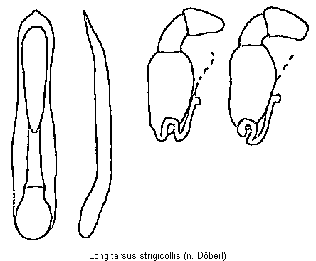 LONGITARSUS STRIGICOLLIS