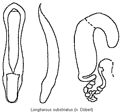 LONGITARSUS SUBSTRIATUS