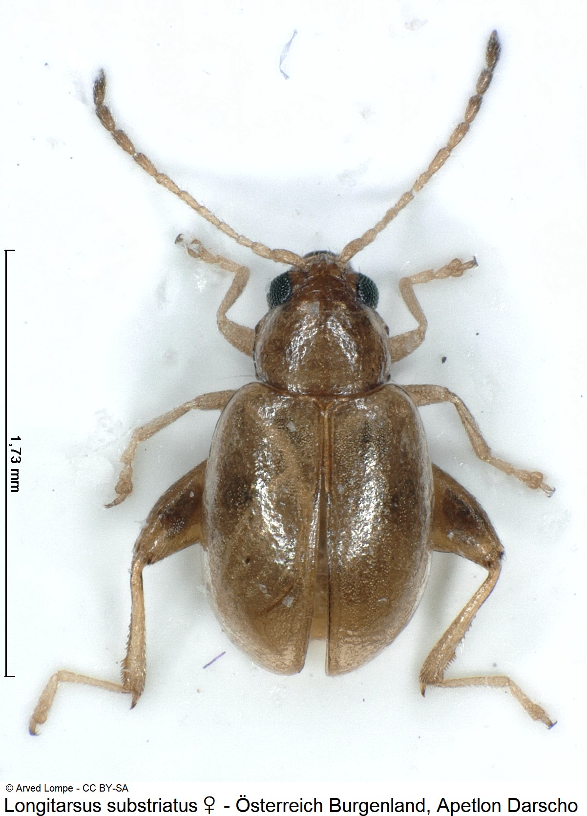 LONGITARSUS SUBSTRIATUS
