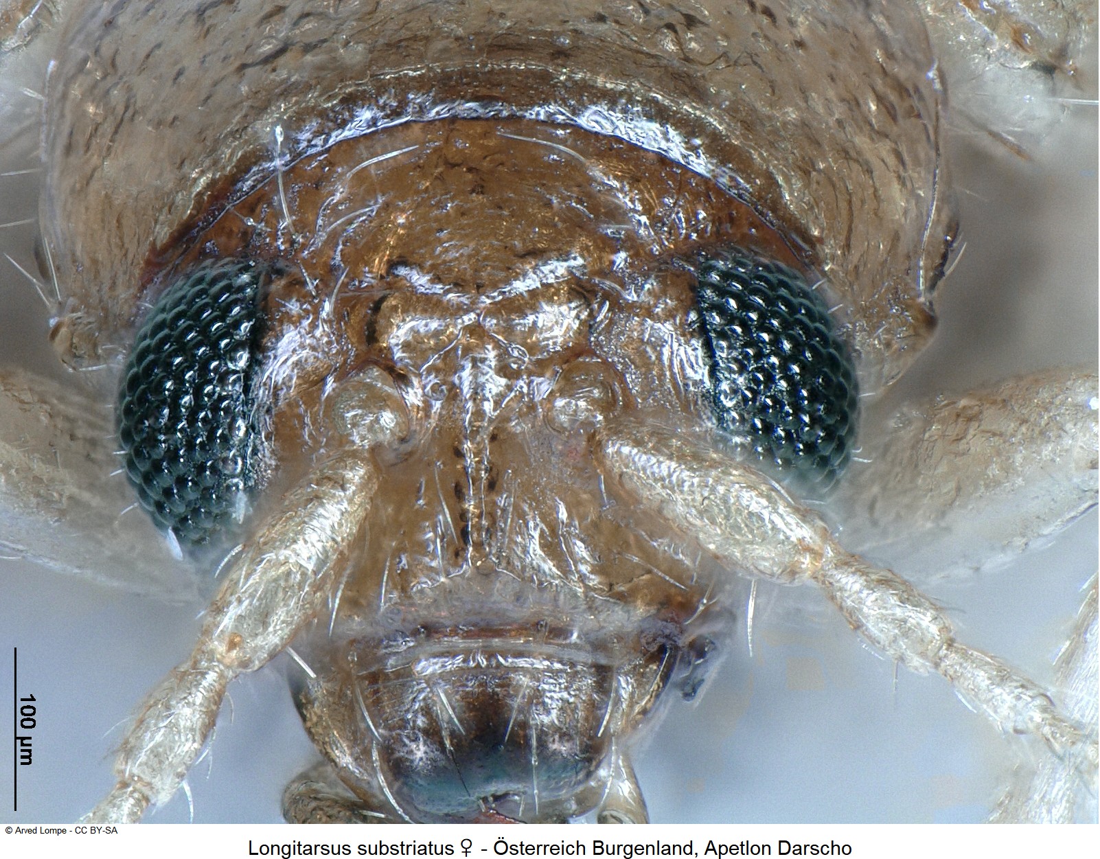 LONGITARSUS SUBSTRIATUS
