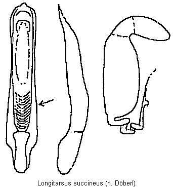 LONGITARSUS SUCCINEUS