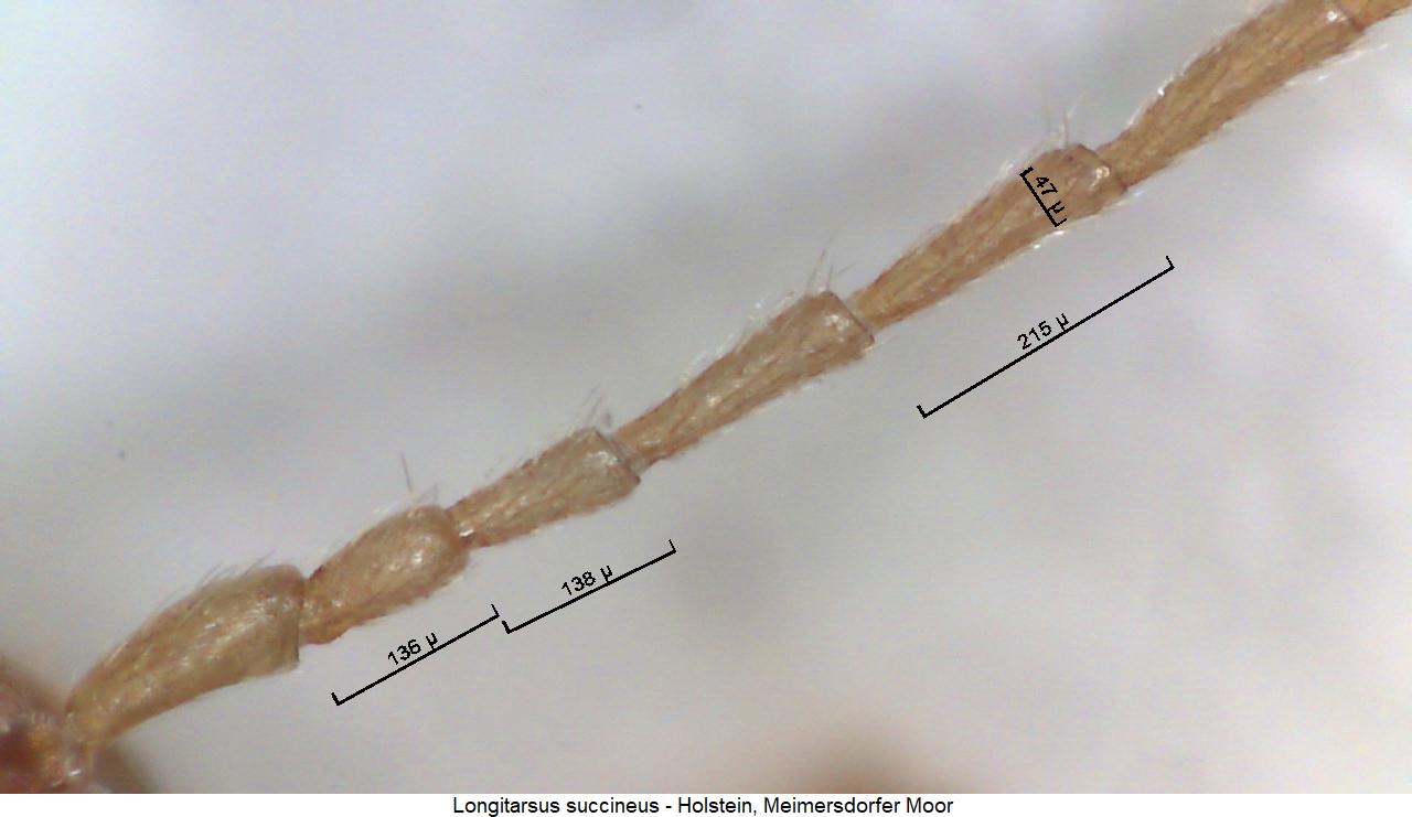 LONGITARSUS SUCCINEUS