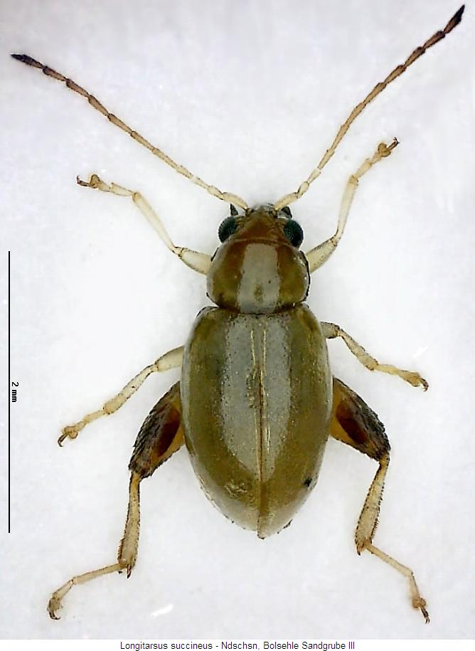 LONGITARSUS SUCCINEUS