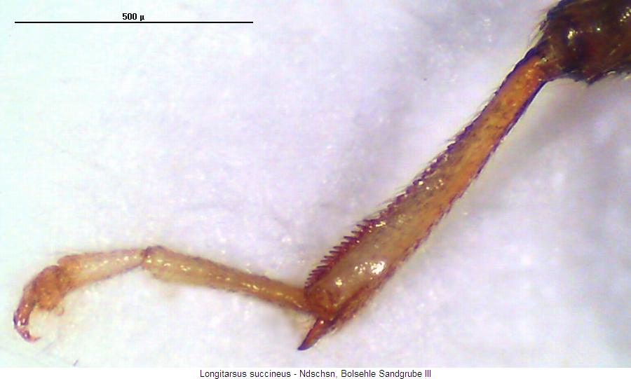 LONGITARSUS SUCCINEUS