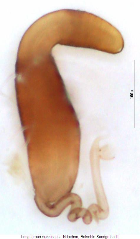 LONGITARSUS SUCCINEUS