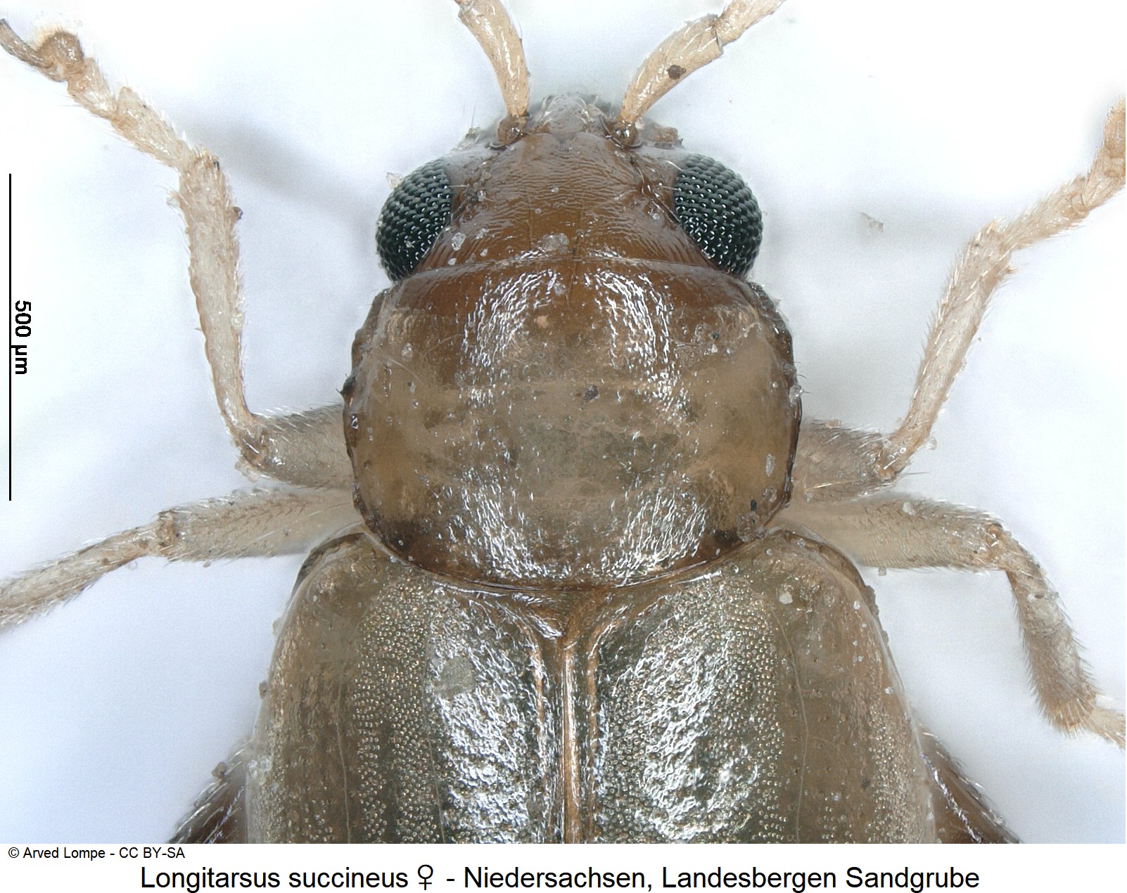 LONGITARSUS SUCCINEUS