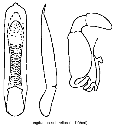 LONGITARSUS SUTURELLUS