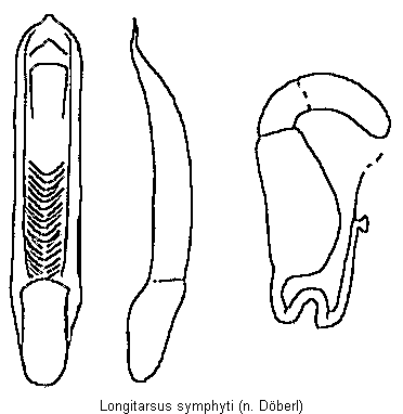 LONGITARSUS SYMPHYTI