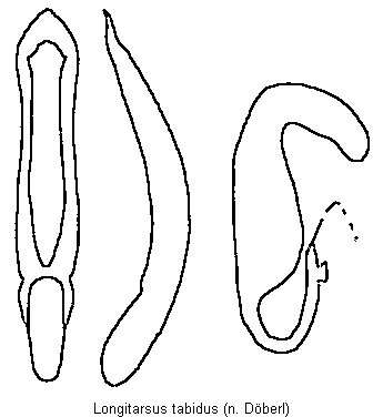 LONGITARSUS TABIDUS