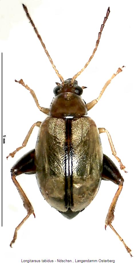 LONGITARSUS TABIDUS