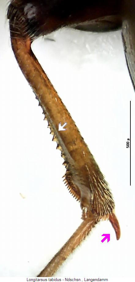 LONGITARSUS TABIDUS