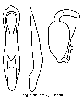LONGITARSUS TRISTIS