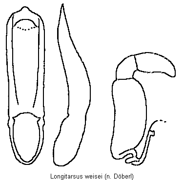LONGITARSUS WEISEI