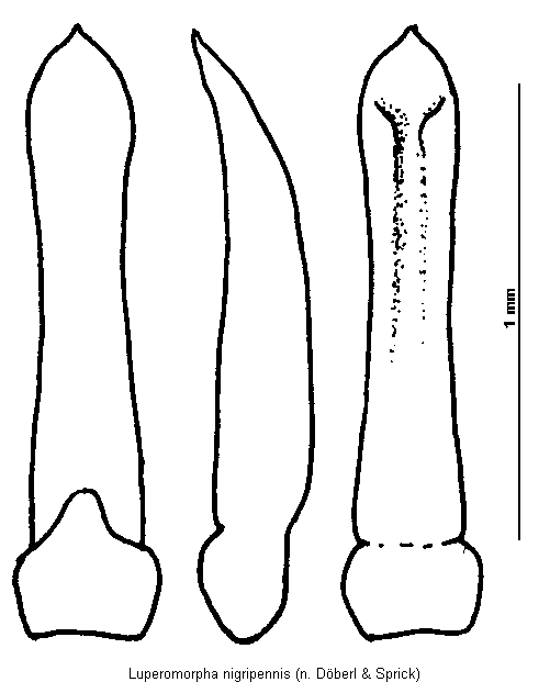 LUPEROMORPHA NIGRIPENNIS.GIF