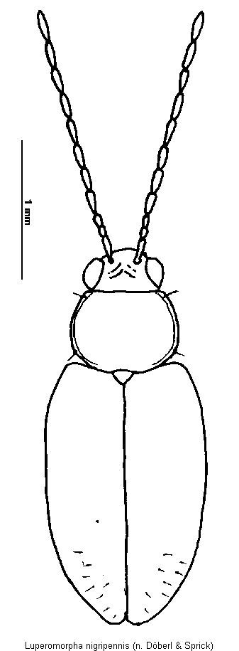 LUPEROMORPHA NIGRIPENNIS