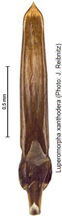 LUPEROMORPHA XANTHODERA