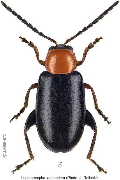 LUPEROMORPHA XANTHODERA