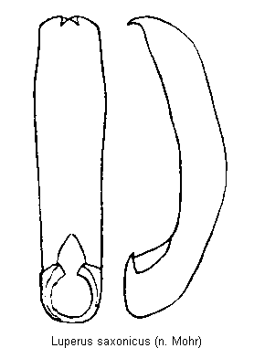 LUPERUS SAXONICUS