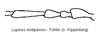 LUPERUS VIRIDIPENNIS