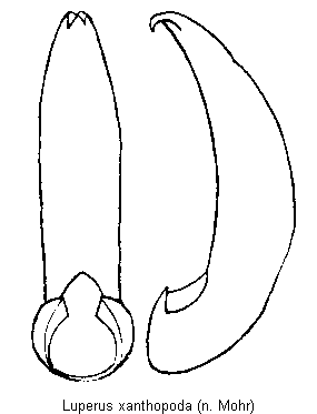LUPERUS XANTHOPODA