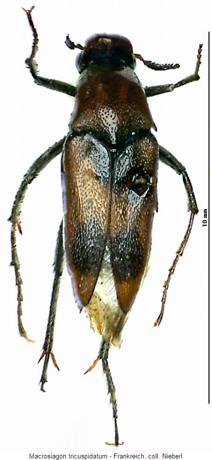 MACROSIAGON TRICUSPIDATUM