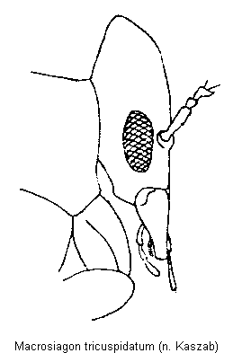MACROSIAGON TRICUSPIDATUM