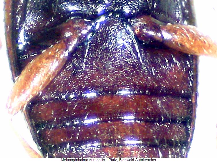 MELANOPHTHALMA CURTICOLLIS