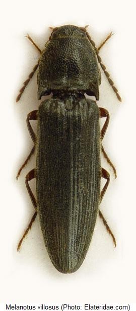 MELANOTUS VILLOSUS