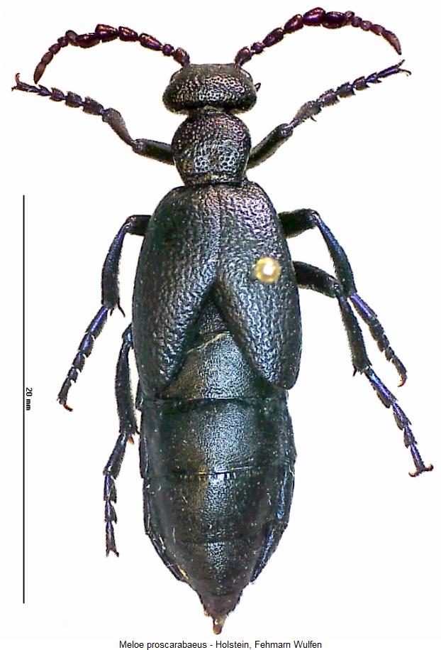 MELOE PROSCARABAEUS