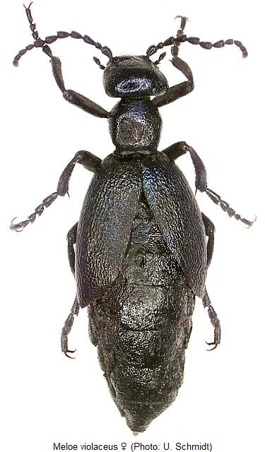 MELOE VIOLACEUS