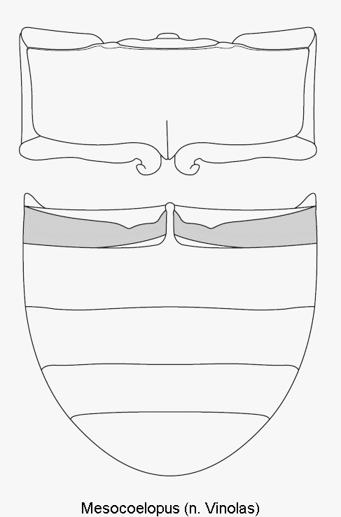 MESOCOELOPUS 