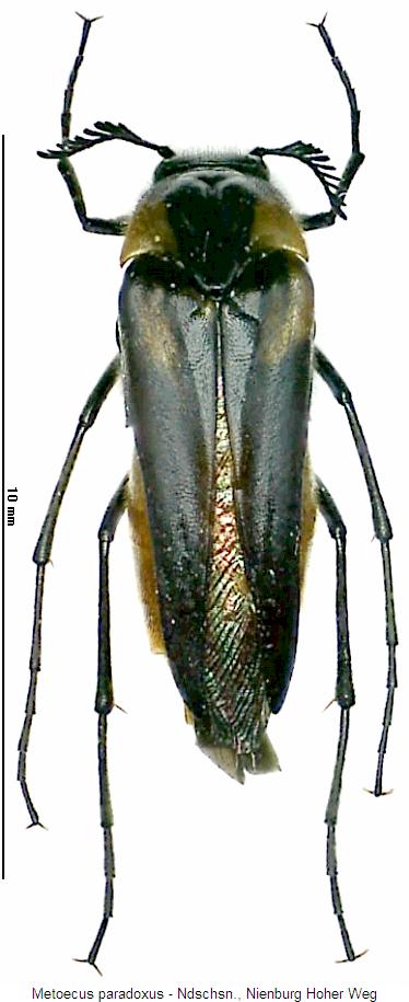 METOECUS PARADOXUS