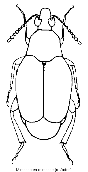 MIMOSESTES MIMOSAE