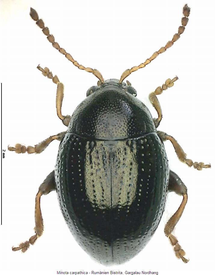 MINOTA CARPATHICA