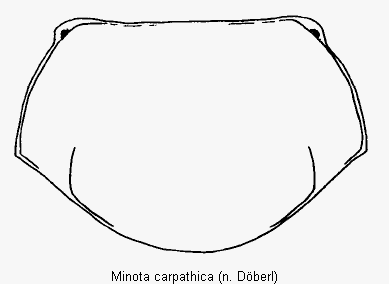 MINOTA CARPATHICA