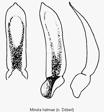 MINOTA HALMAE.GIF