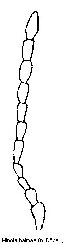 MINOTA HALMAE