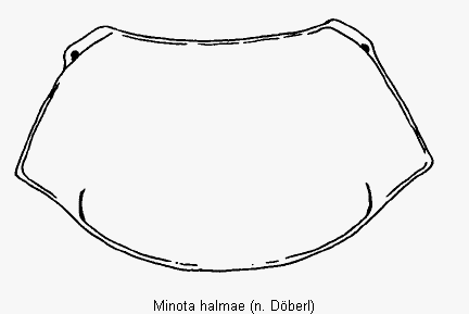 MINOTA HALMAE