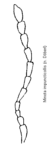 MINOTA IMPUNCTICOLLIS